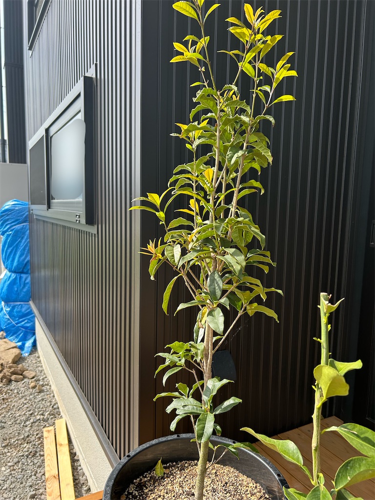 f:id:hazublog:20250515155625j:image